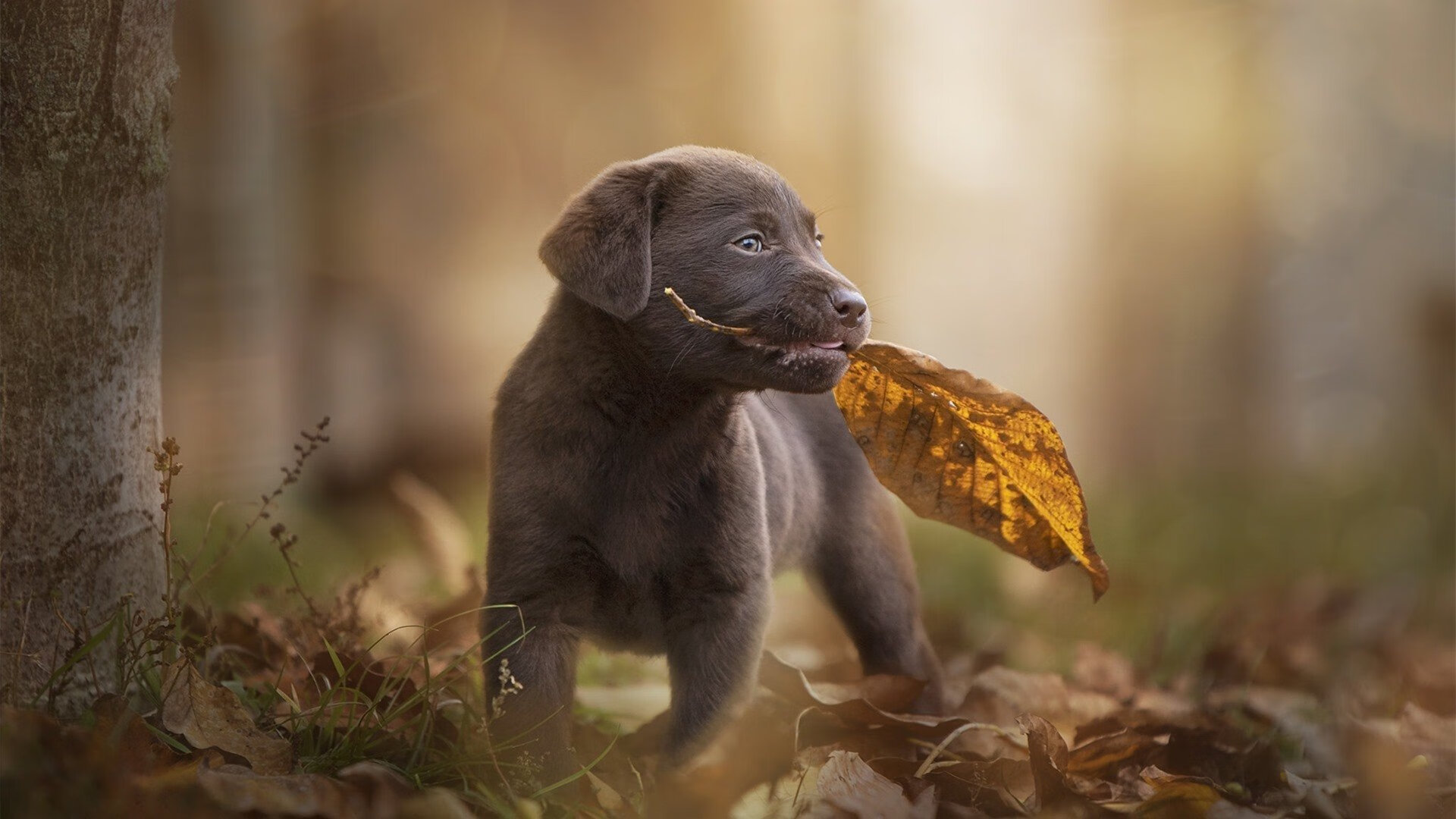 奥预赛中国青年队战平 球迷鼓励新秀成长,中国国家青奥队