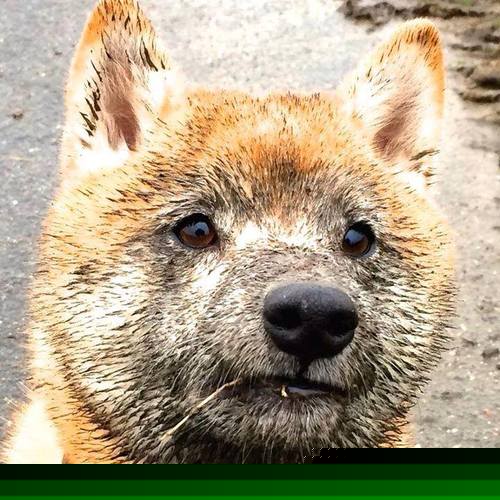 新疆男篮全员轮换保持高强度对抗水平，新疆男篮颜值担当