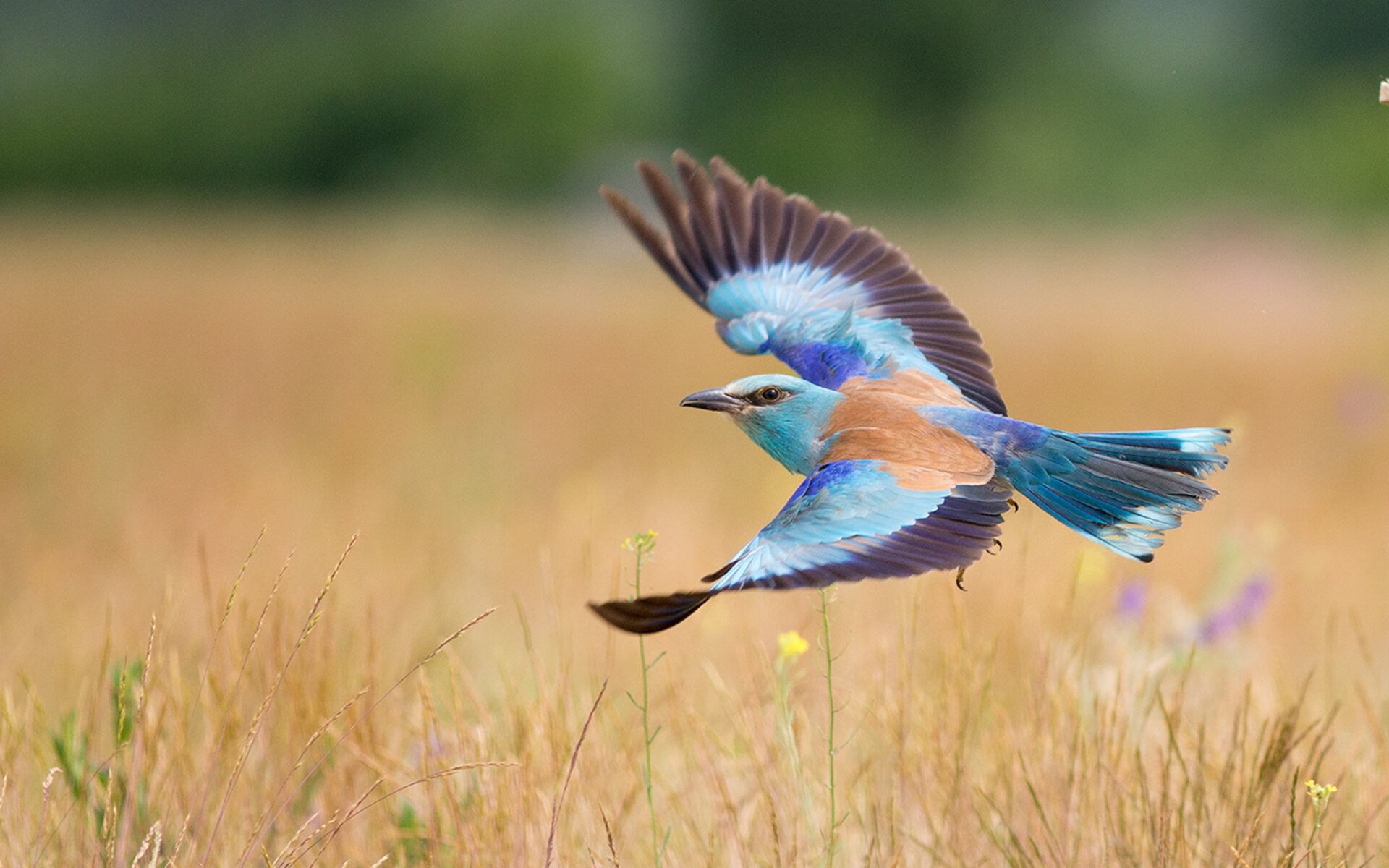 fb体育下载-“安赫尔·巴尔博萨的进攻爆发力与战术灵活性，帮助阿根廷美洲狮队应对世界挑战”