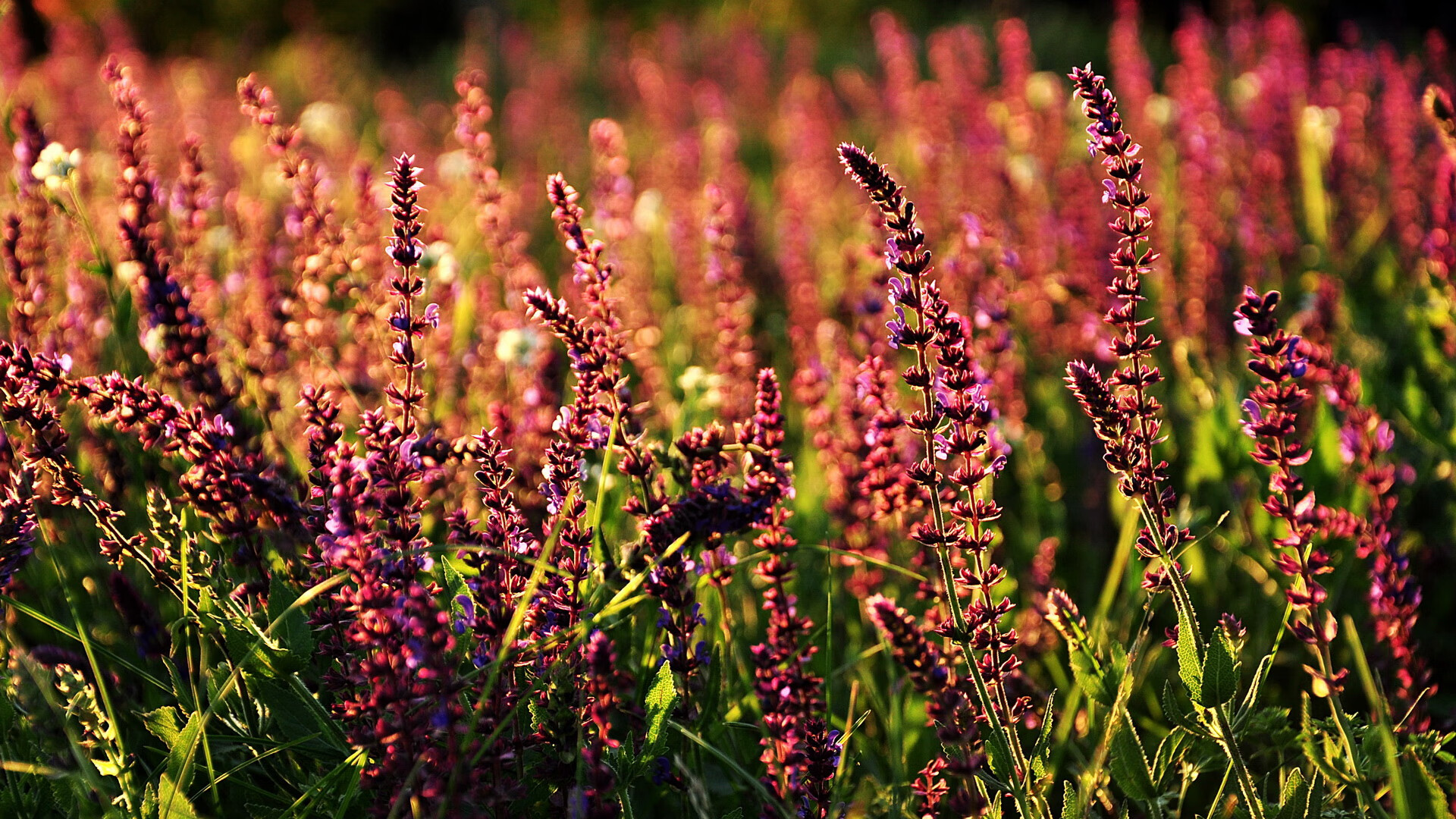 fb体育电竞-世界杯狂热夜：精彩瞬间点燃全场！，世界杯夜宵