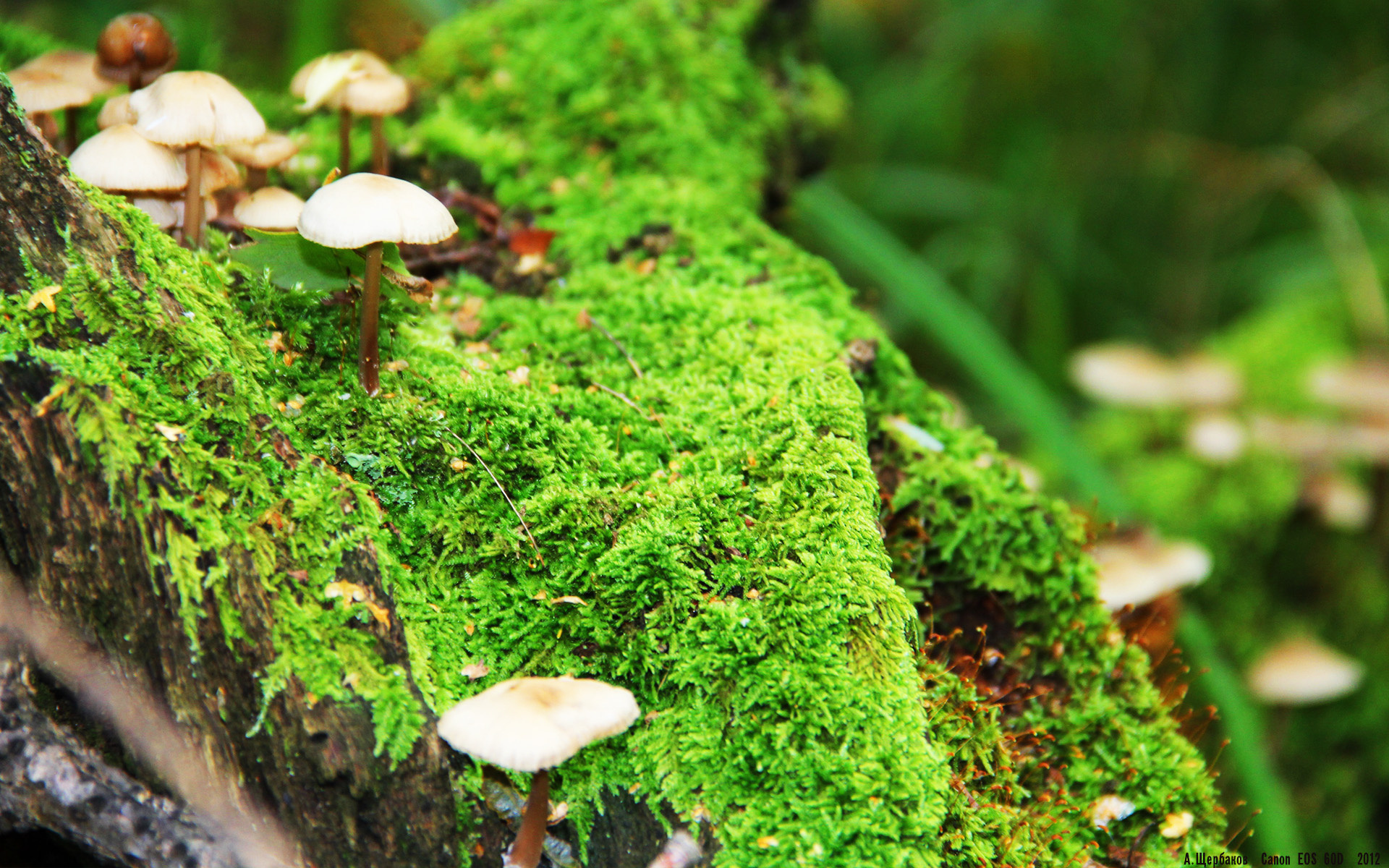 陈艺文:目标直指巴黎奥运,陈艺文夺3米板金牌